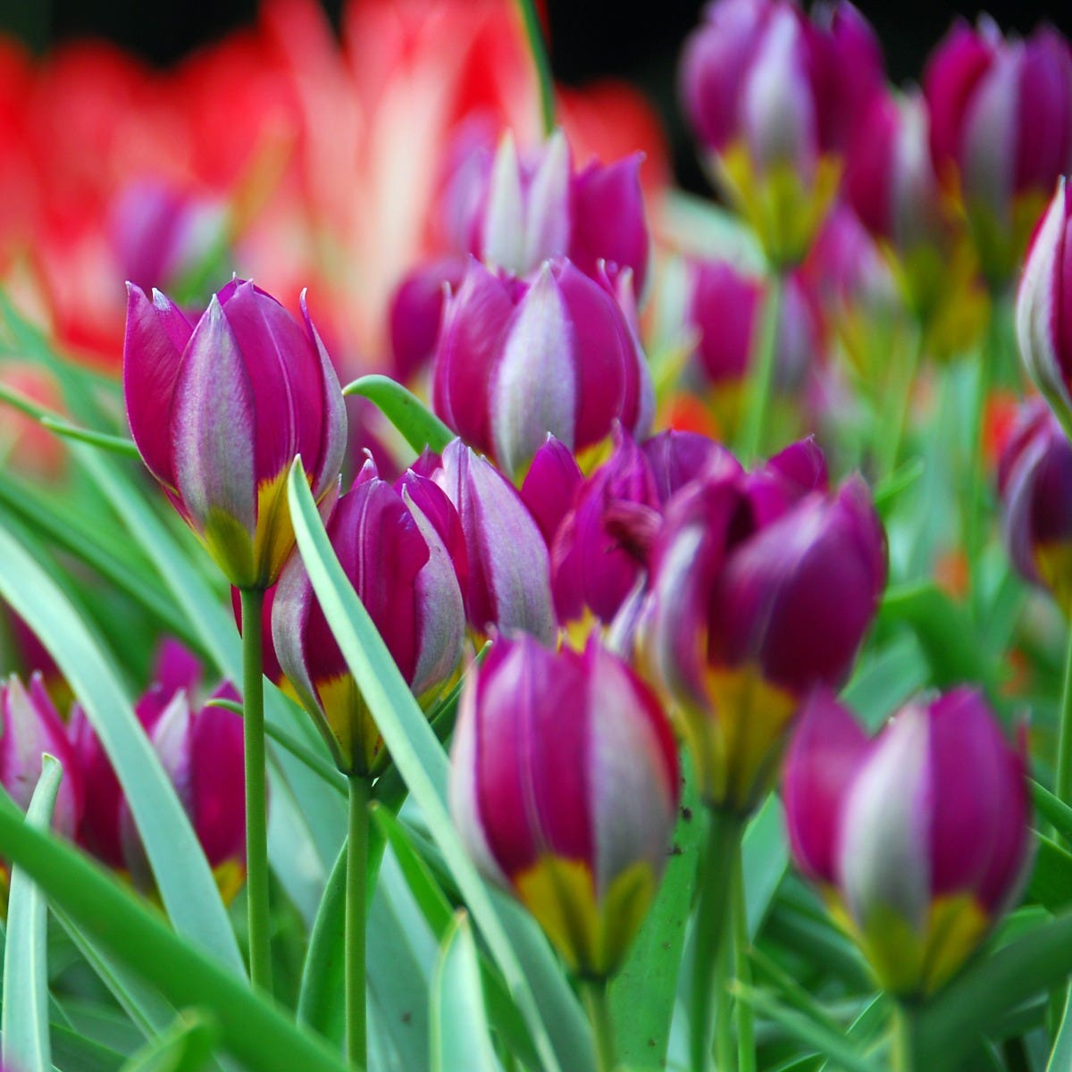  Jumbo Waterwise Garden Bulb Collection