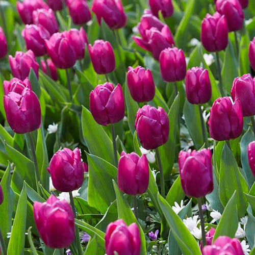  Purple Prince Single Early Tulip