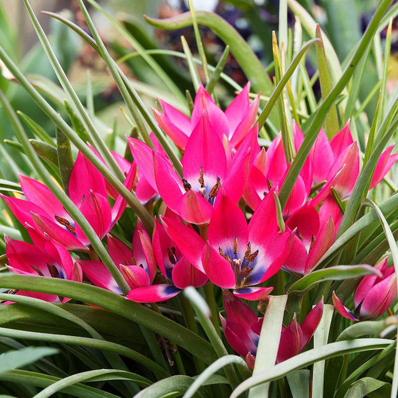  Little Beauty Wildflower Tulip