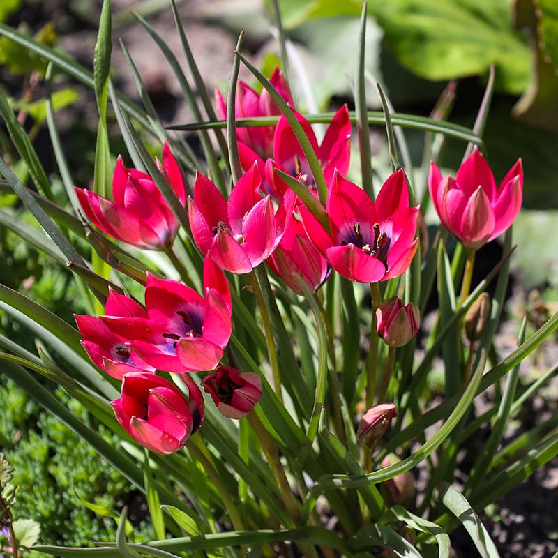  Little Beauty Wildflower Tulip