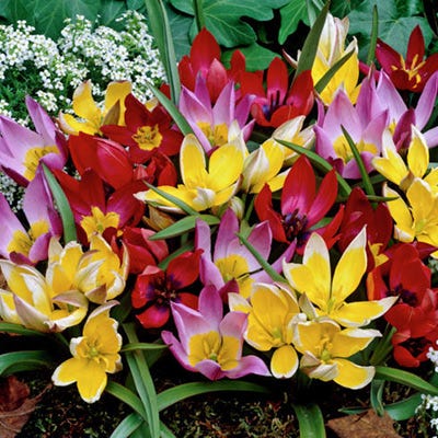  Wildflower Tulip Mix