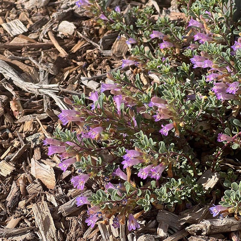  Tushar Bluemat Penstemon