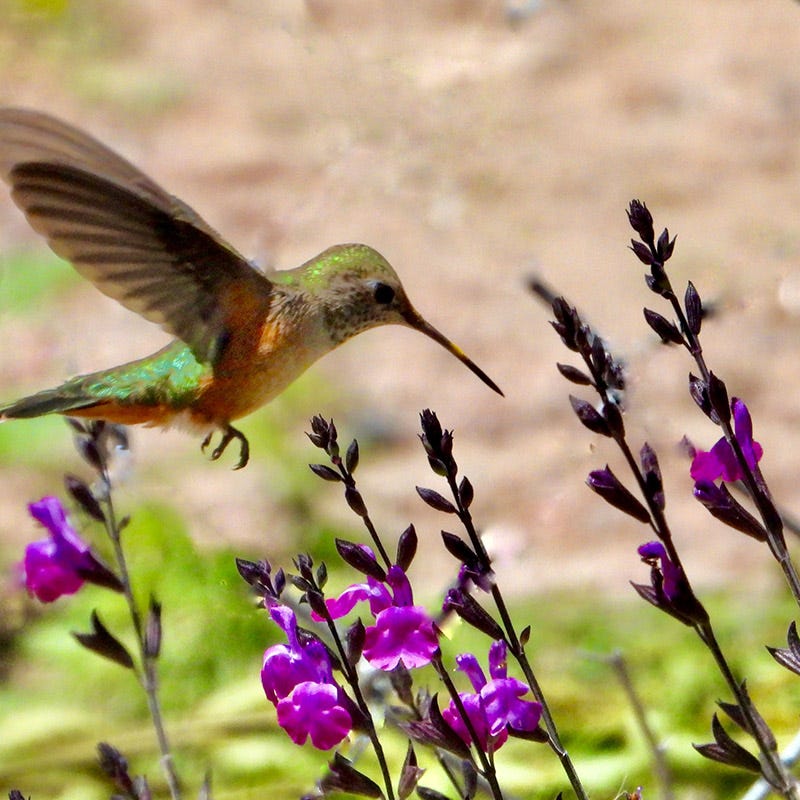 Ultra Violet Salvia