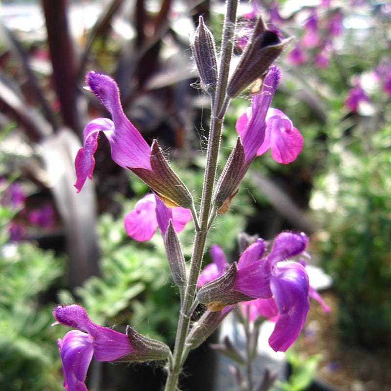  Ultra Violet Salvia