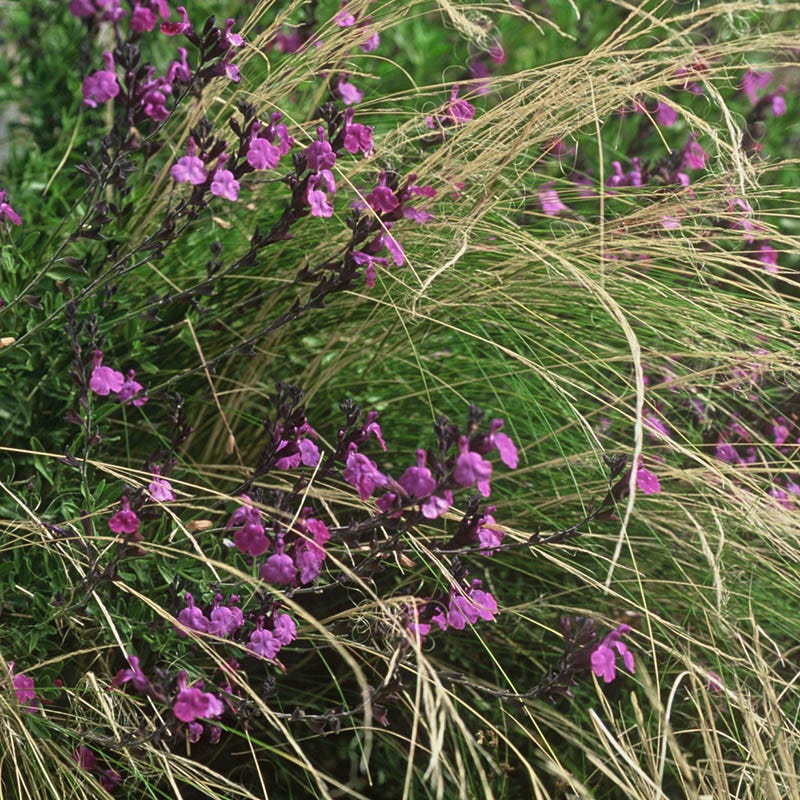  Ultra Violet Salvia