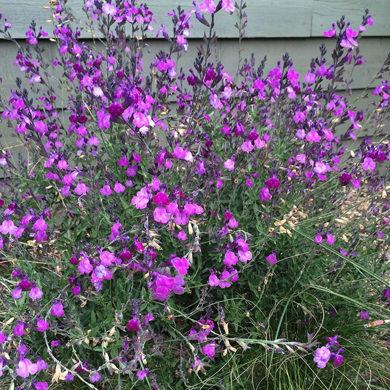  Ultra Violet Salvia