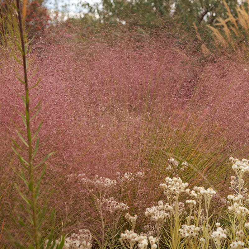  Fall Finale Pollinator Pre-Planned Garden