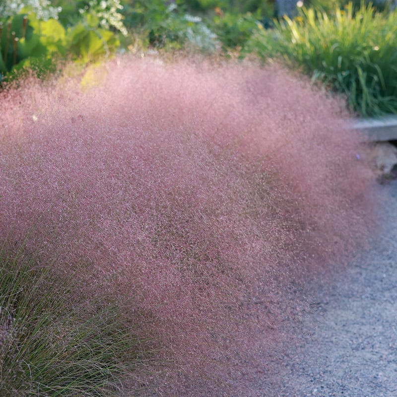  Soft Colors Inferno Strip Grass Collection