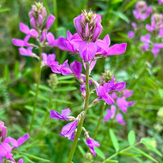  Utah Sweet-vetch