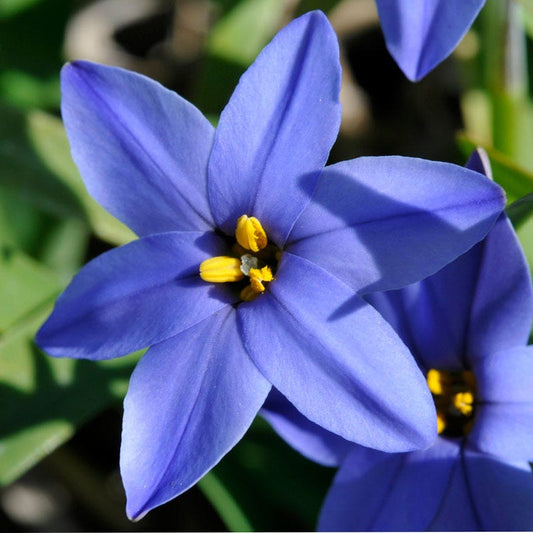  Jessie Spring Starflower