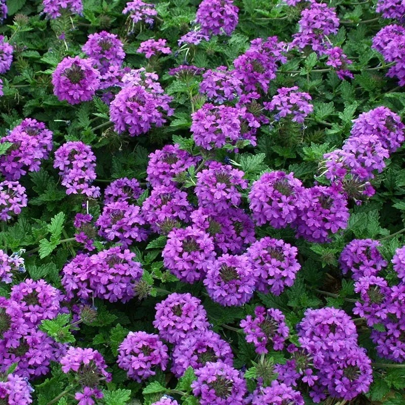  Valley Lavender® Plains Verbena