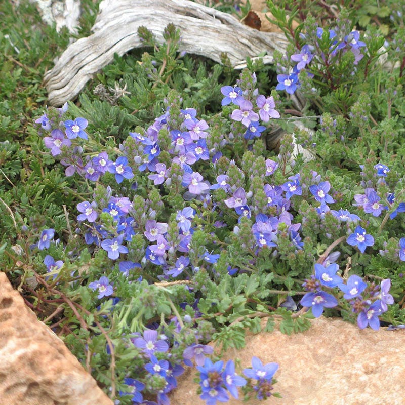 Blue Reflection® Veronica