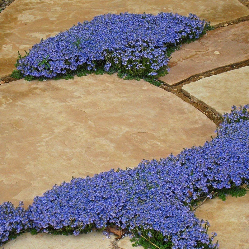  Tread On Me Evergreen Groundcover Collection