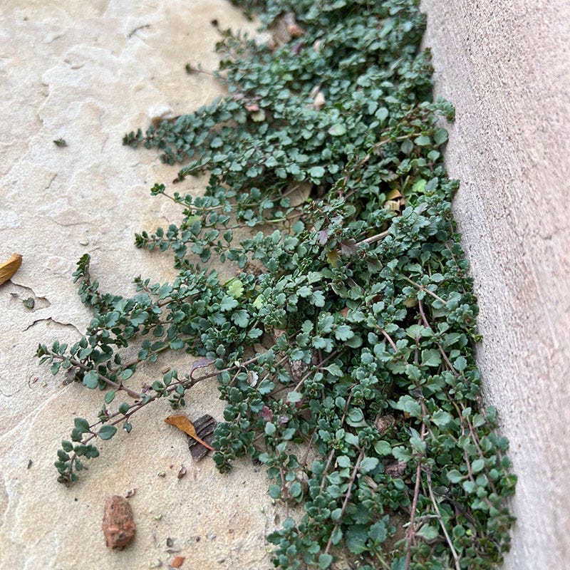  Thyme-Leaf Veronica