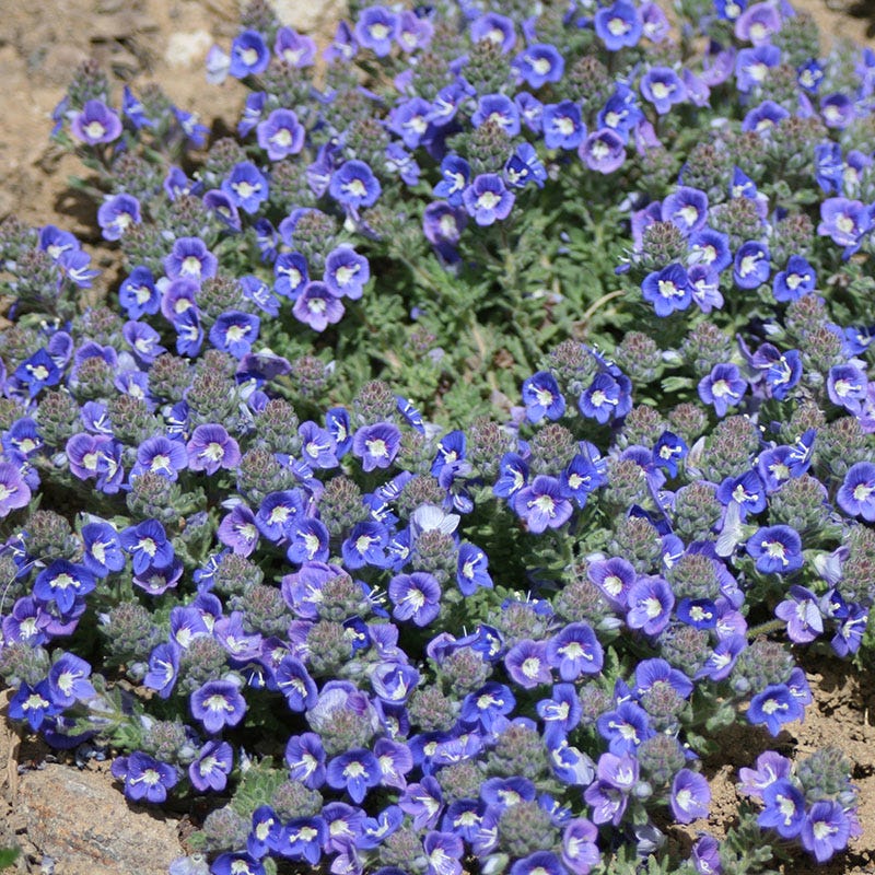  Blue Woolly Veronica