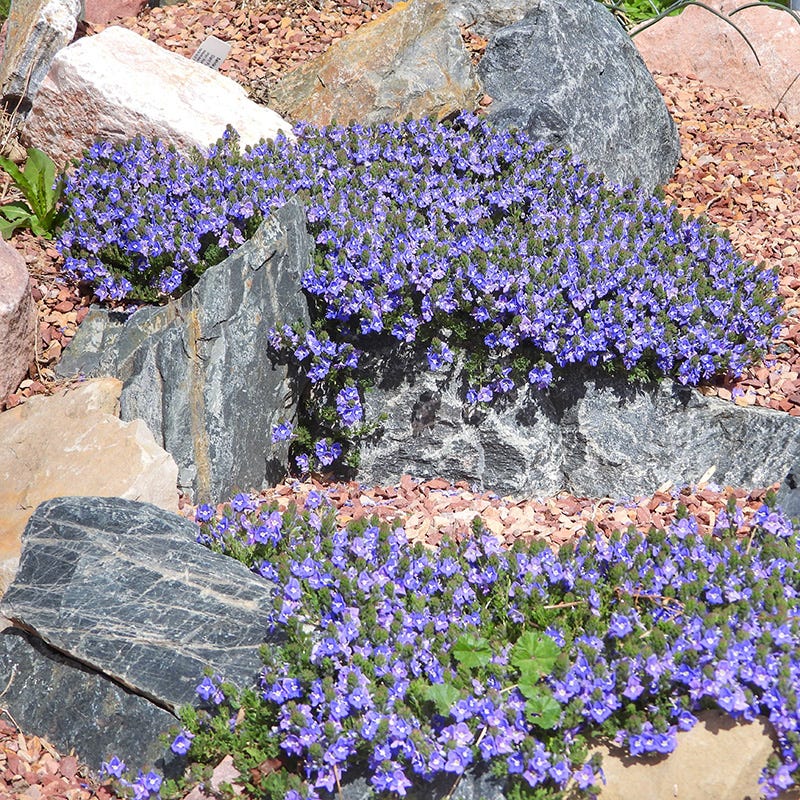  Tread On Me Evergreen Groundcover Collection