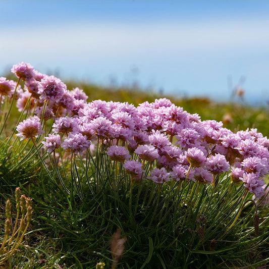  Victor Reiter Armeria