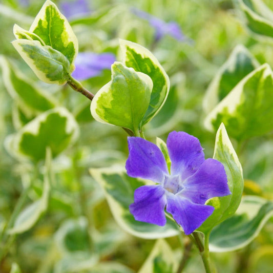  Big Leaf Vinca
