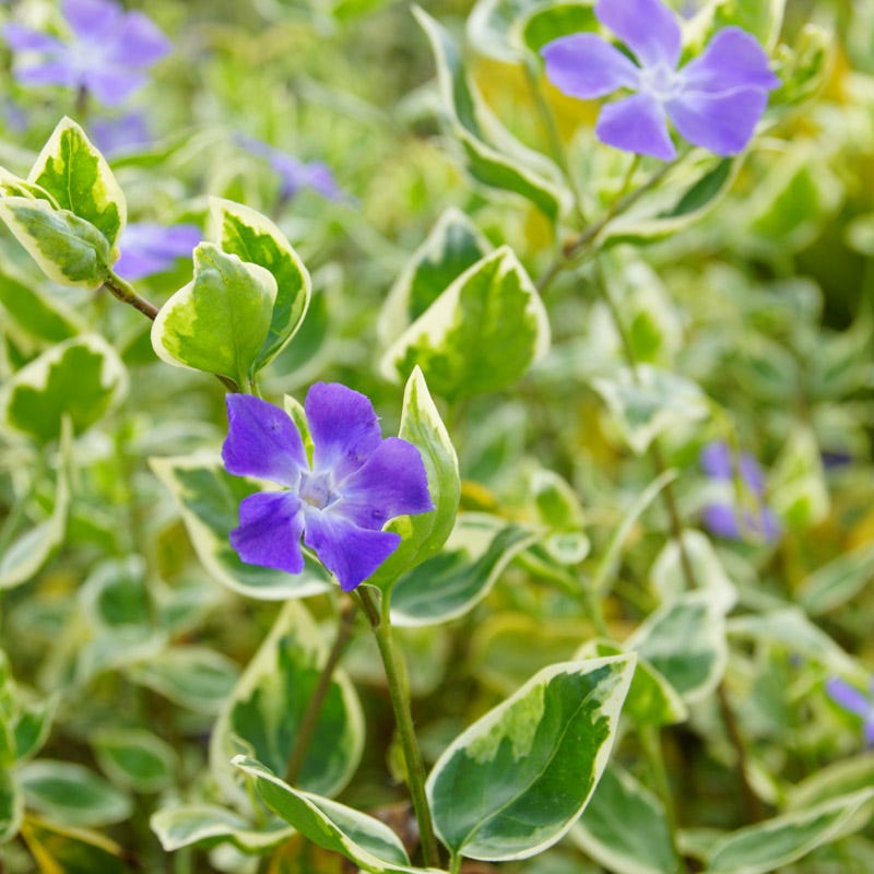  Big Leaf Vinca