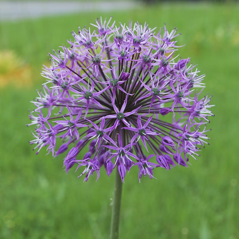  Deer & Rodent Resistant Bulb Collection