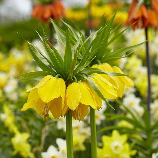  Yellow Crown Imperial