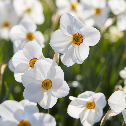  The Poet's Daffodil