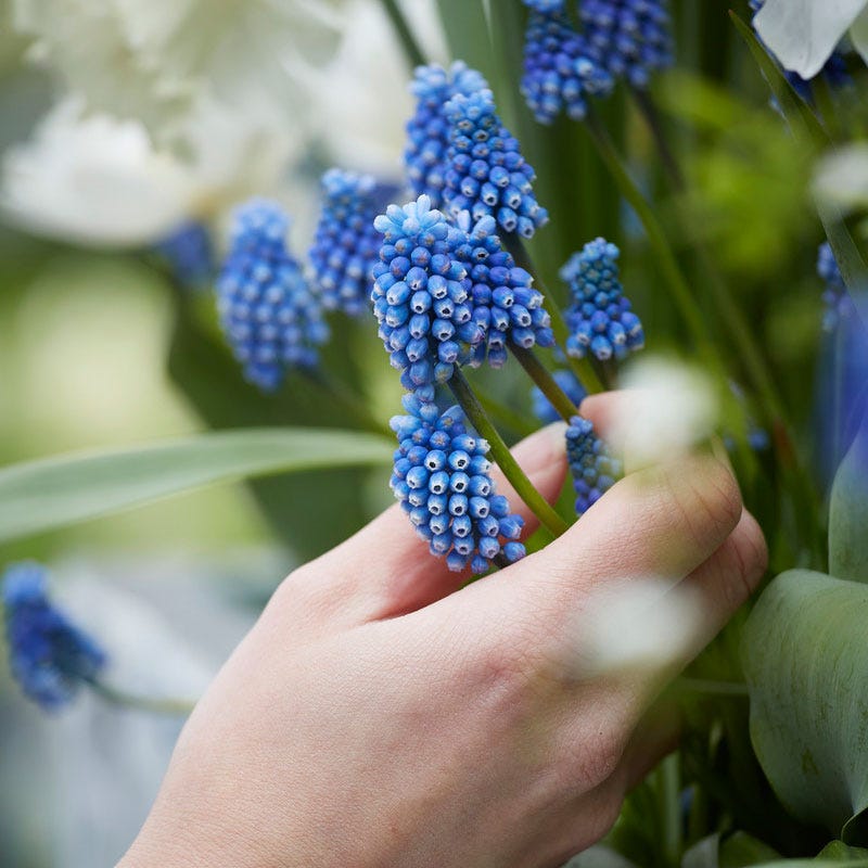  Grape Hyacinth