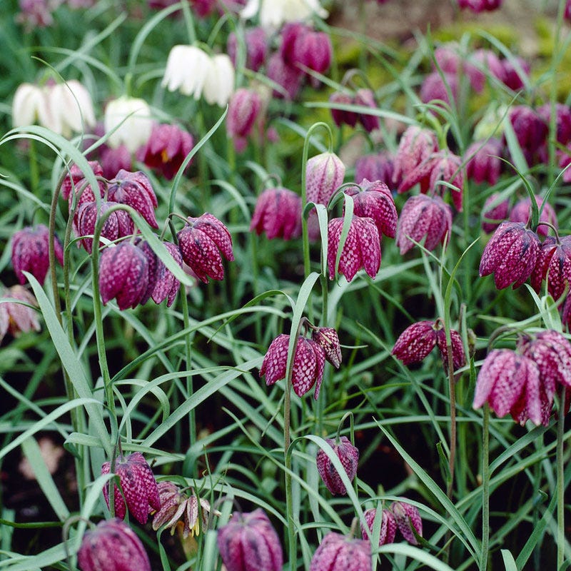  Snake's Head Fritillary