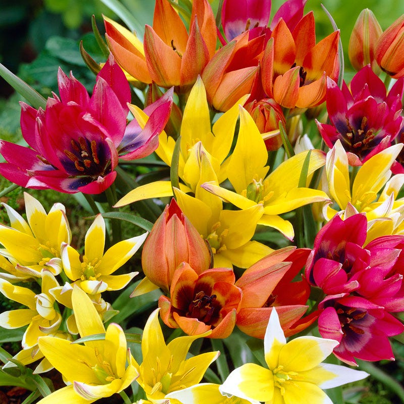  Wildflower Tulip Mix