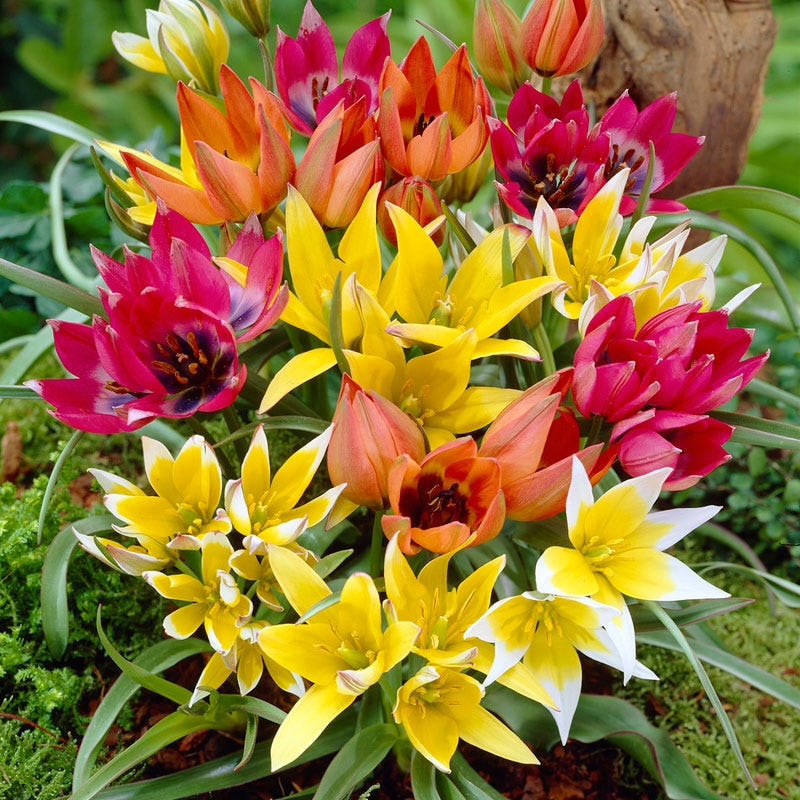  Wildflower Tulip Mix