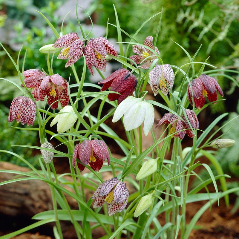  Snake's Head Fritillary