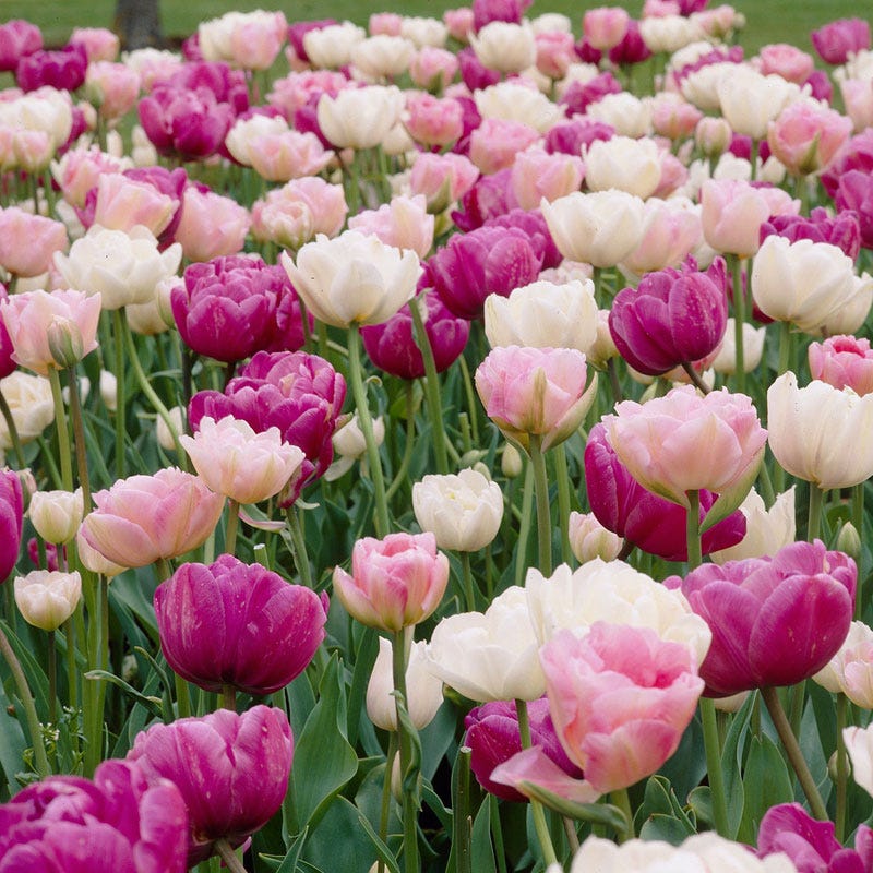  Double Late Tulip Mix