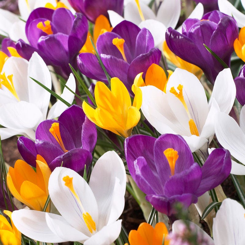  Dutch Crocus Mix