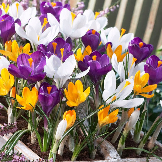  Dutch Crocus Mix