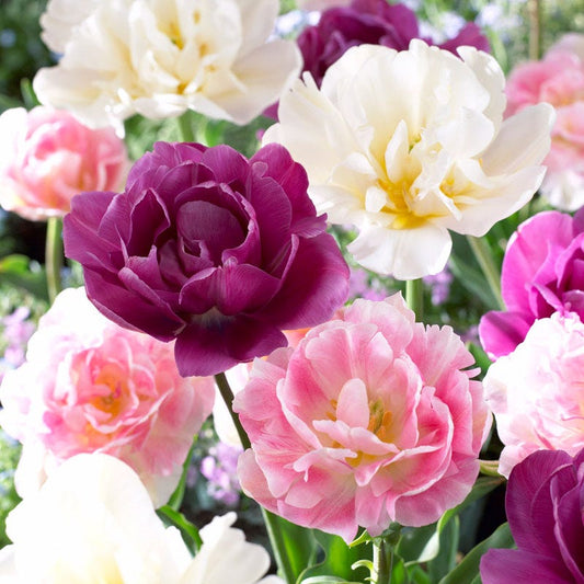  Double Late Tulip Mix