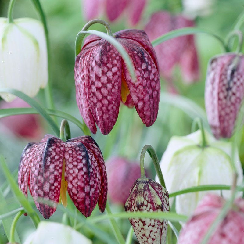  Snake's Head Fritillary