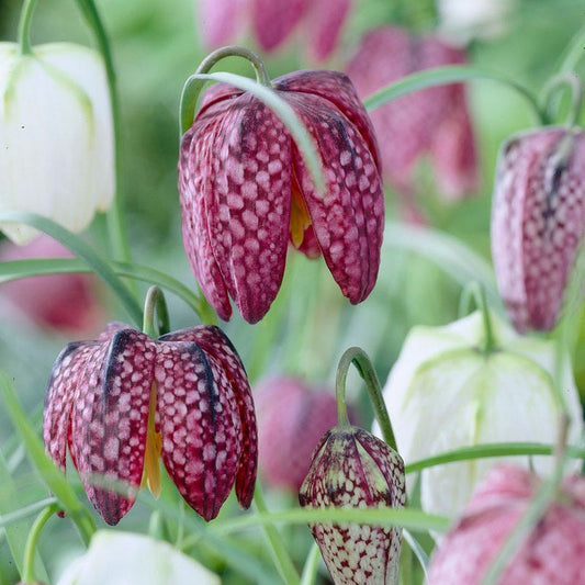  Snake's Head Fritillary