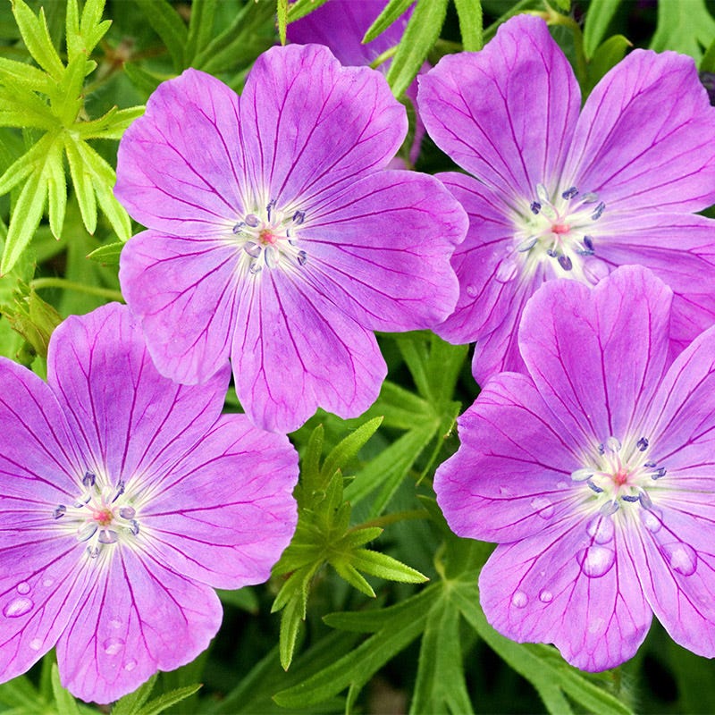  Vision® Violet Geranium