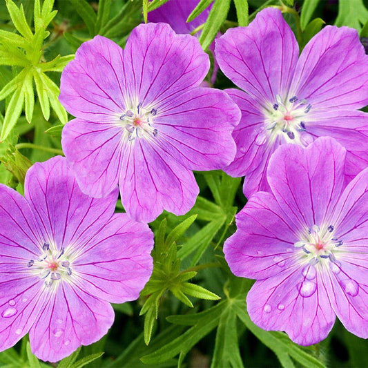  Vision® Violet Geranium