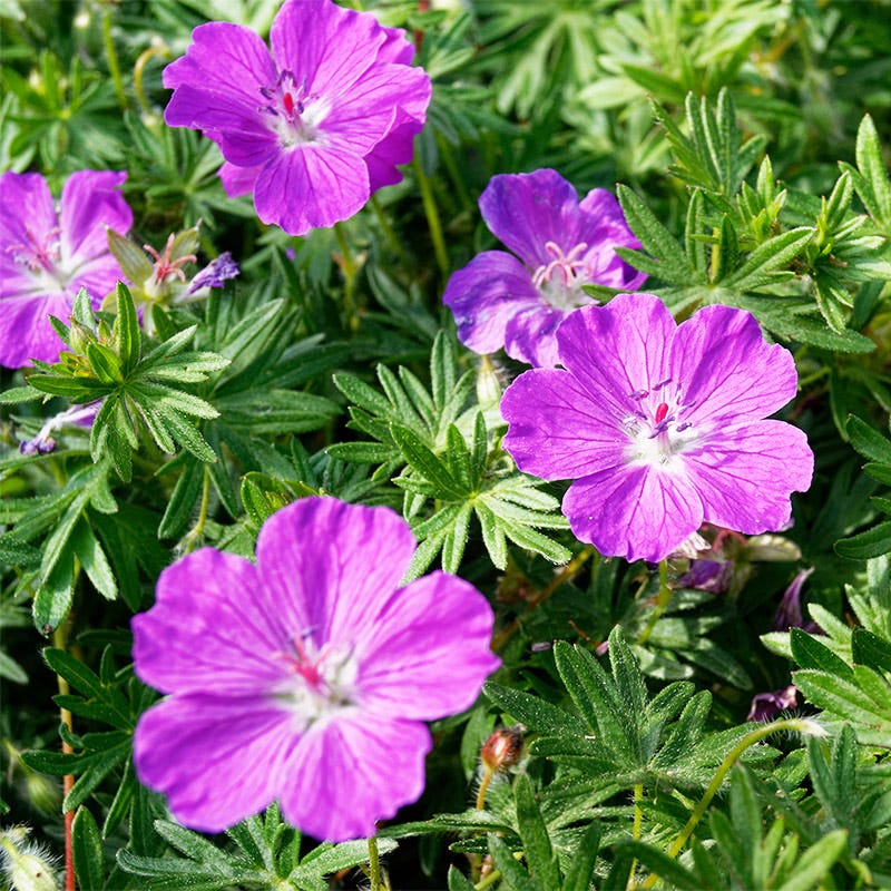  Vision® Violet Geranium