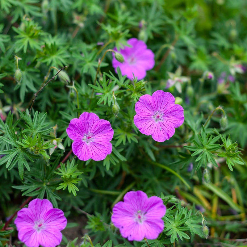  Vision® Violet Geranium