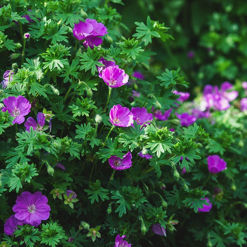  Vision® Violet Geranium