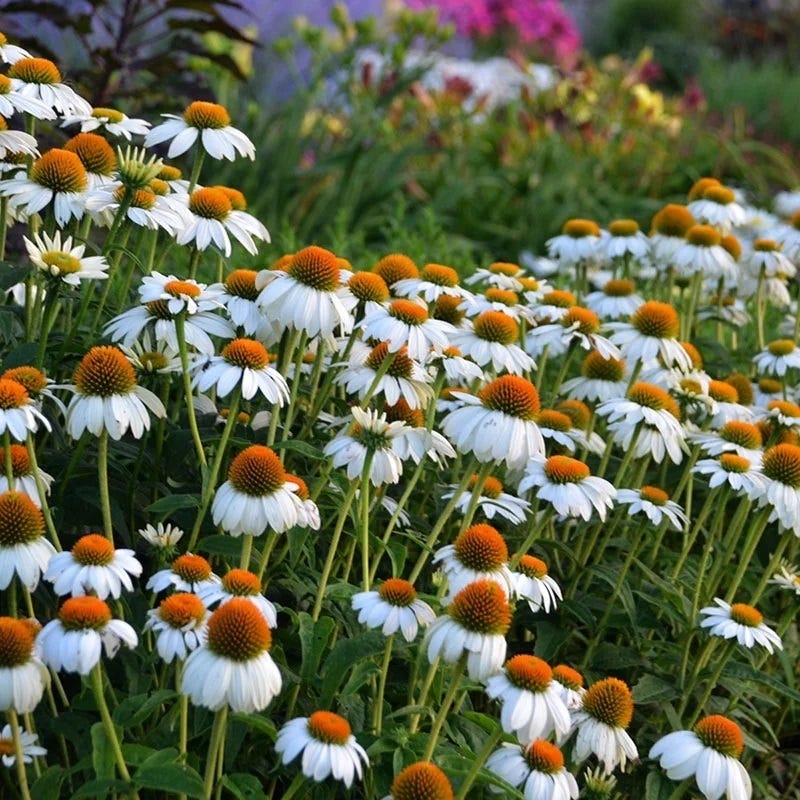  PowWow® White Echinacea