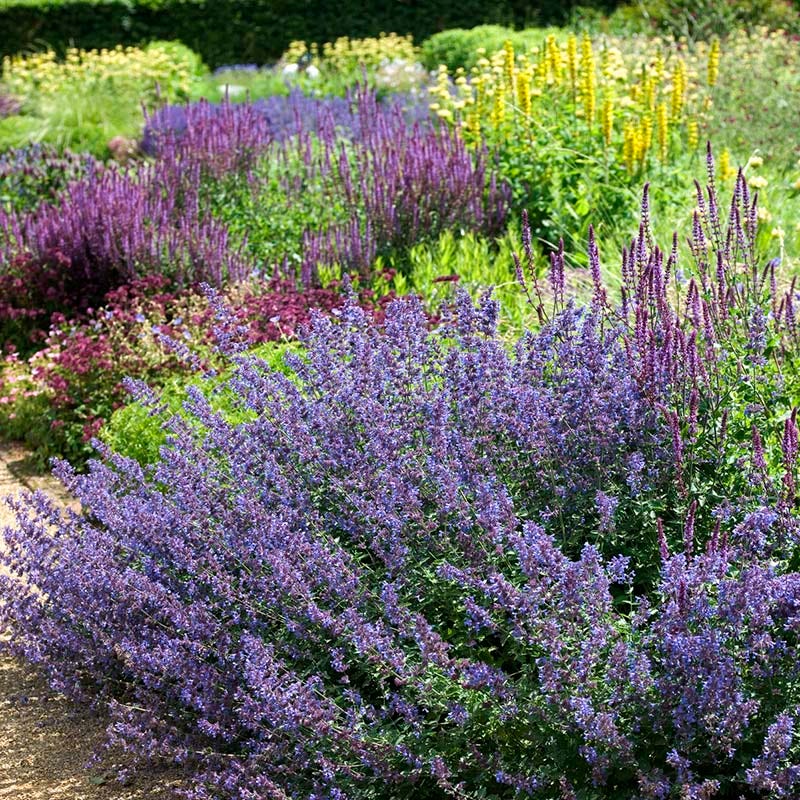  Walker's Low Nepeta