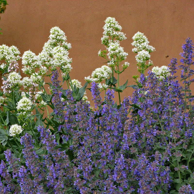  Walker's Low Nepeta