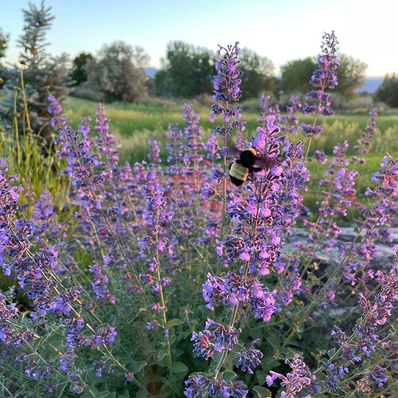 Walker's Low Nepeta