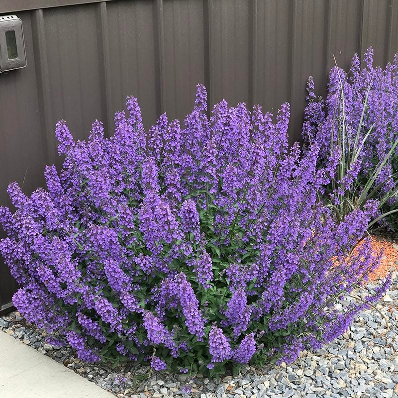  Walker's Low Nepeta