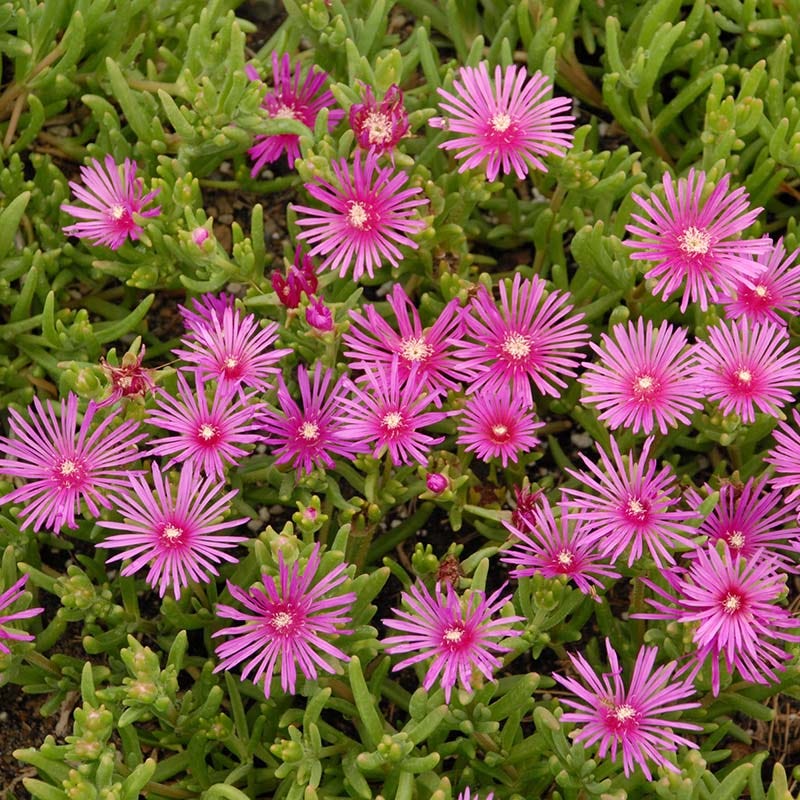  Cooper's Hardy Ice Plant