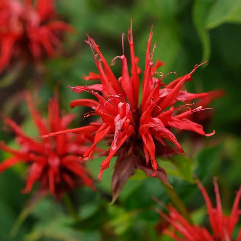  Jacob Cline Bee Balm