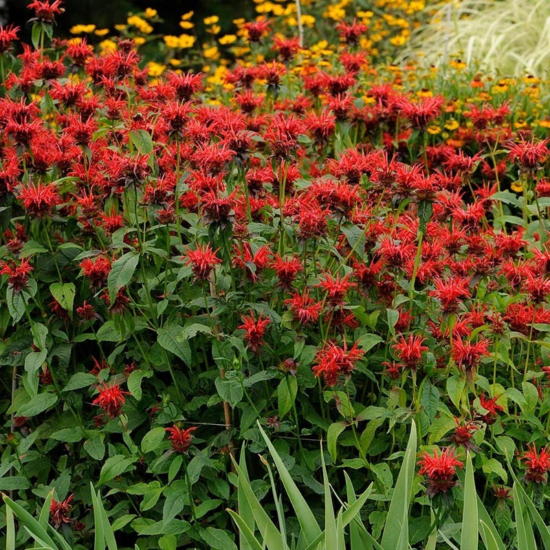  Jacob Cline Bee Balm